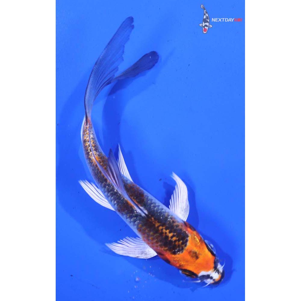 4.5” Imported Kujaku Butterfly Koi