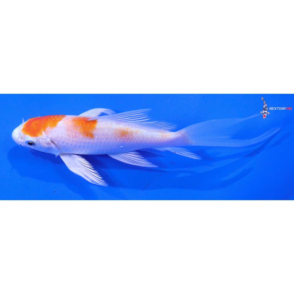 5” Imported Hariwake Butterfly Koi