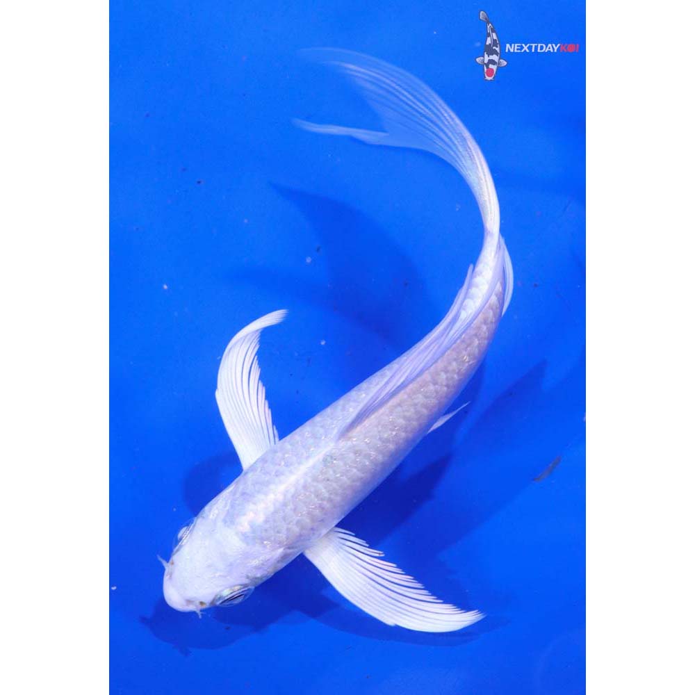 5” Imported Platinum Ogon Butterfly Koi