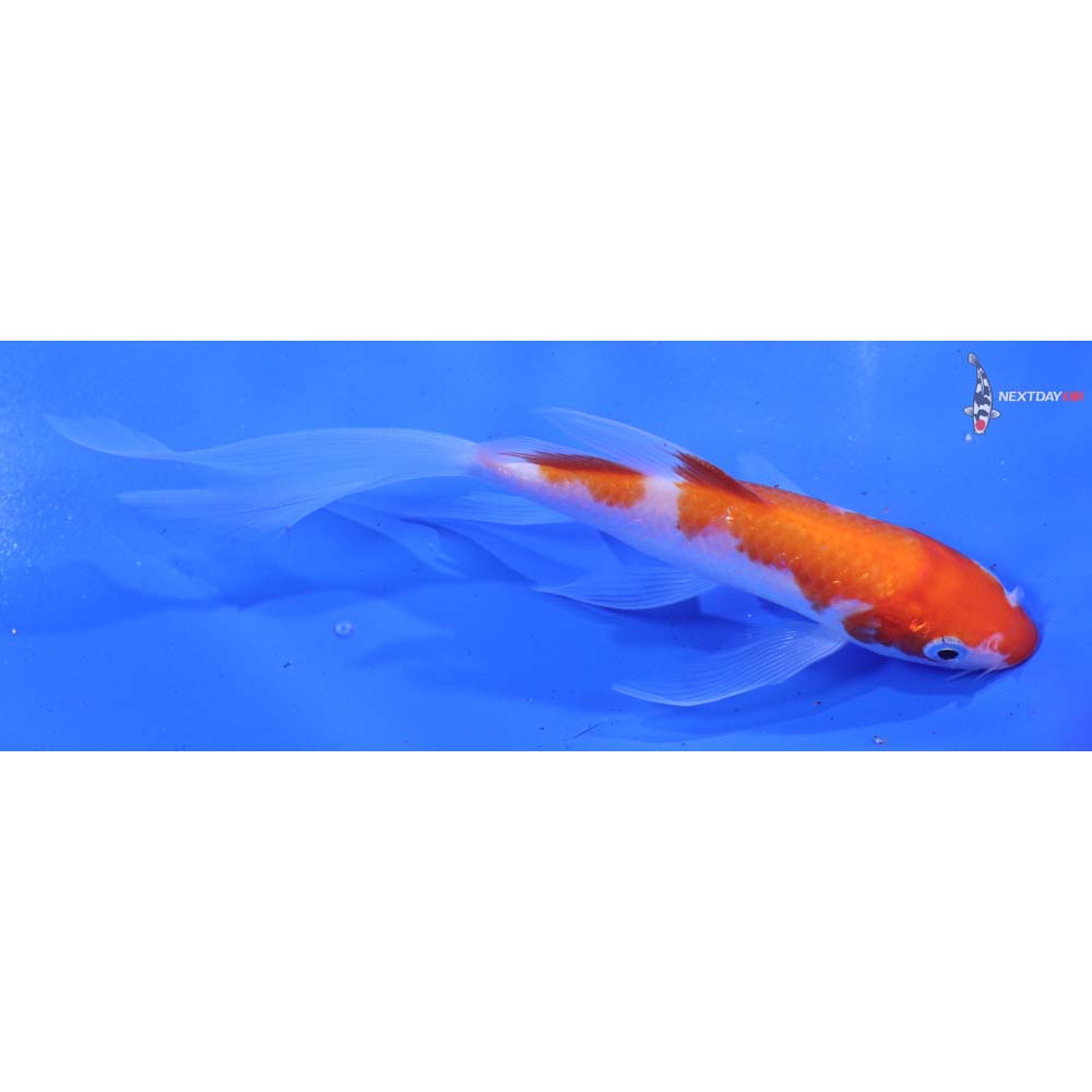 5” Imported Kohaku Butterfly Koi