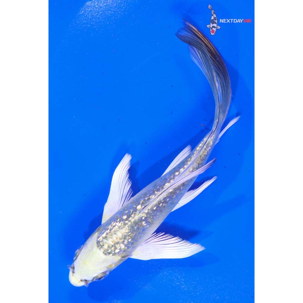 5” Imported Gin Rin Kujaku Butterfly Koi