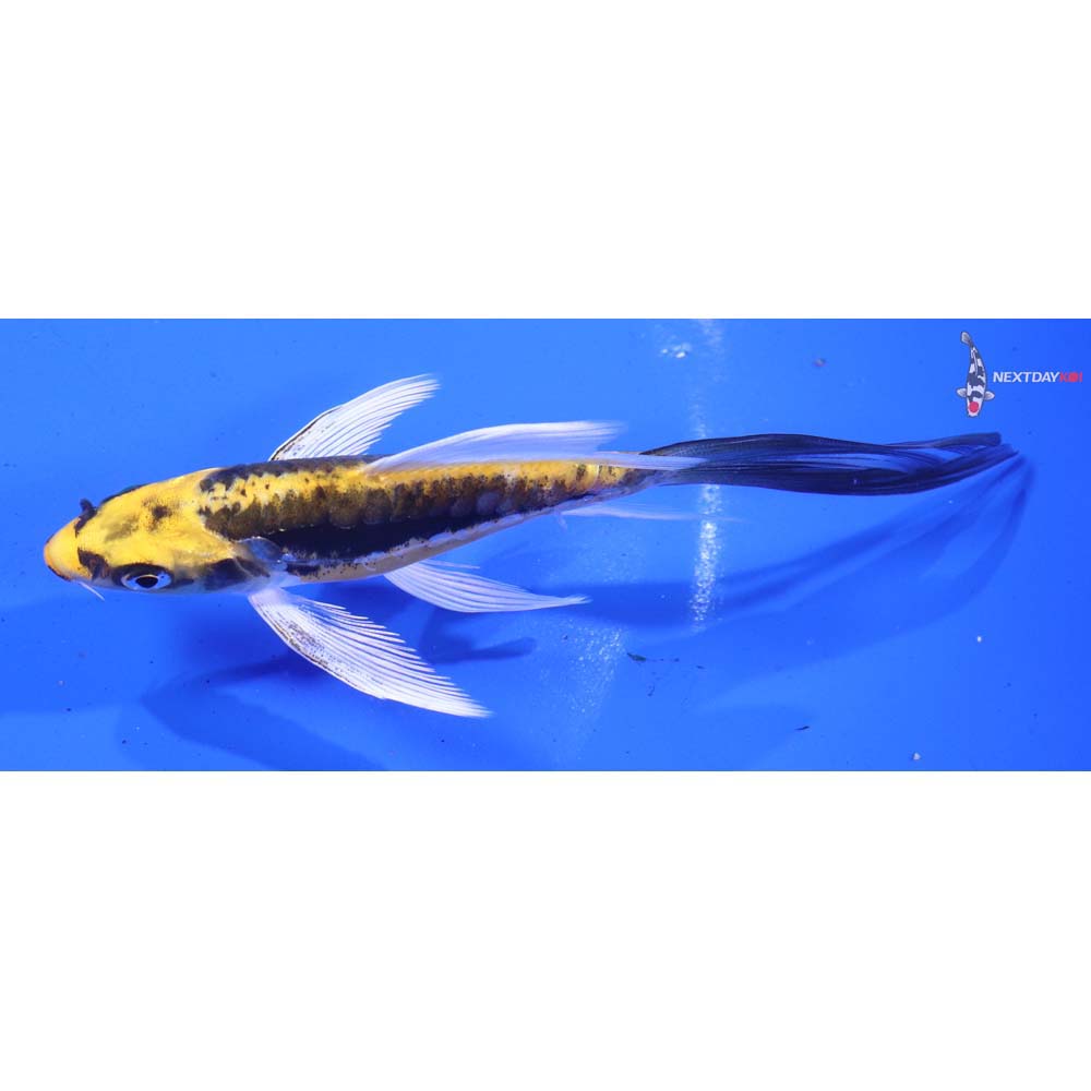 5” Imported Kin Kikokuryu Butterfly Koi