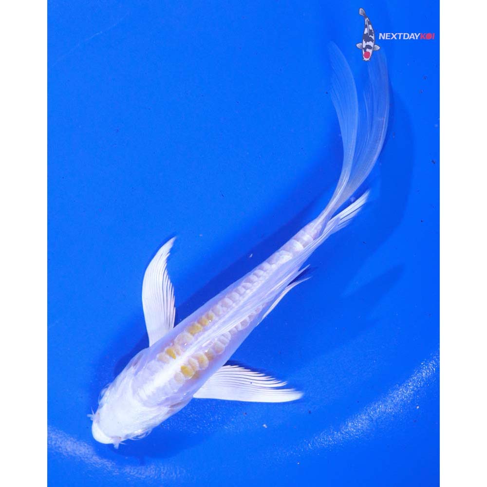 5” Imported Doitsu Lemon Hariwake Butterfly Koi