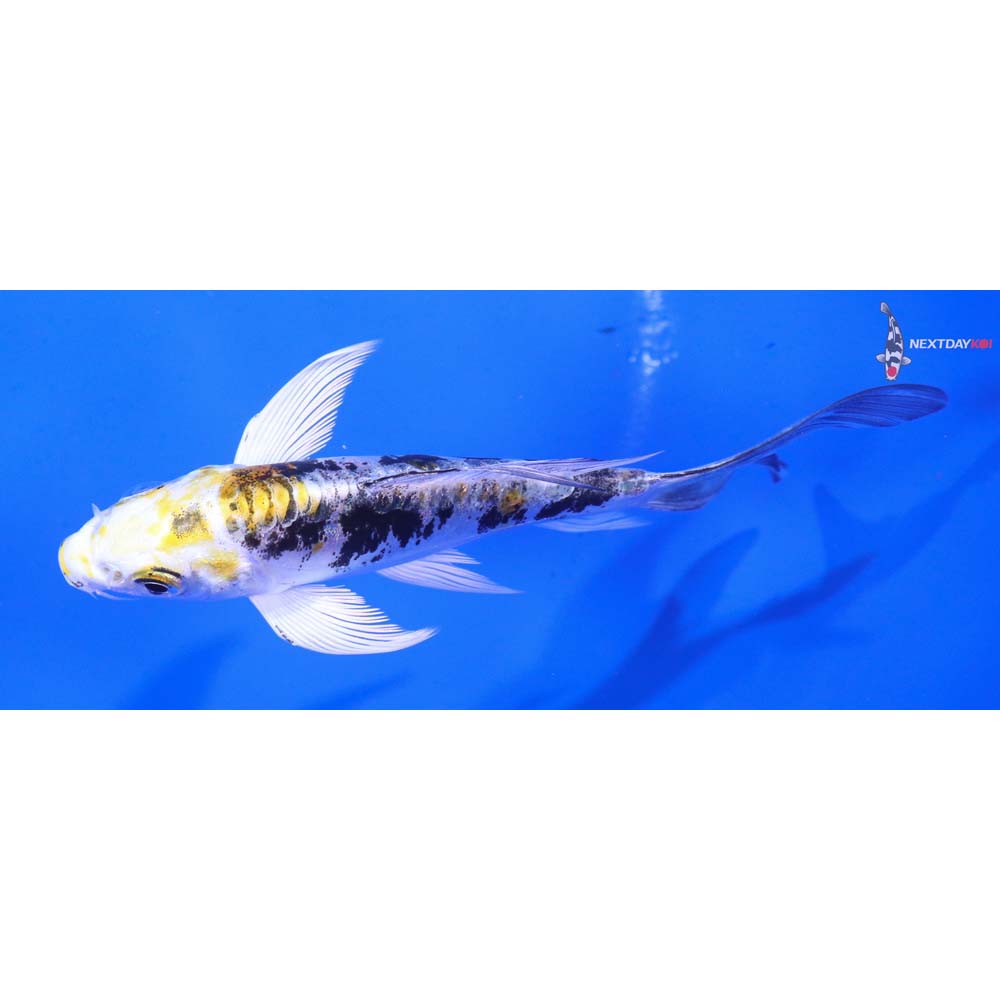 4.5” Imported Heisei Nishiki Butterfly Koi