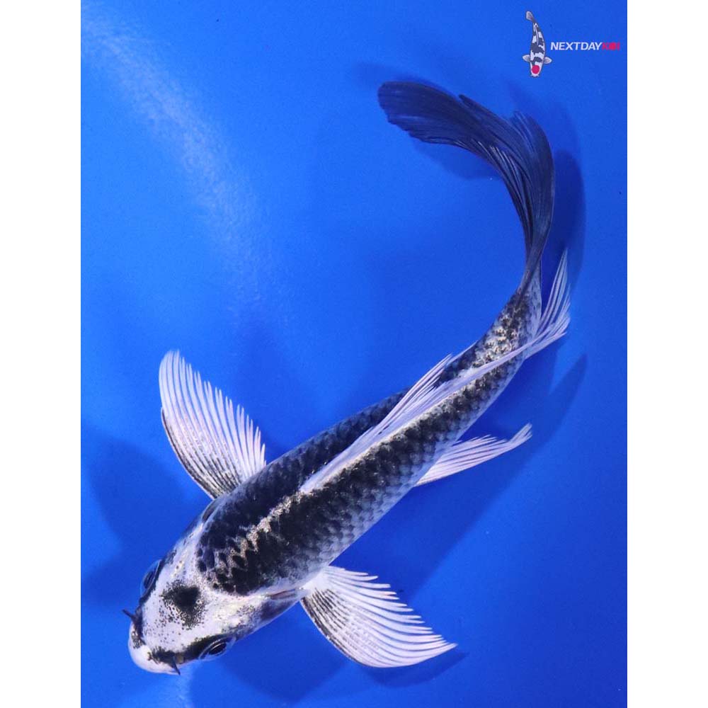 4.5” Imported Gin Matsuba Butterfly Koi
