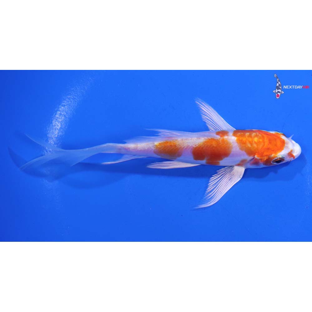 4.5” Imported Kikusui Butterfly Koi