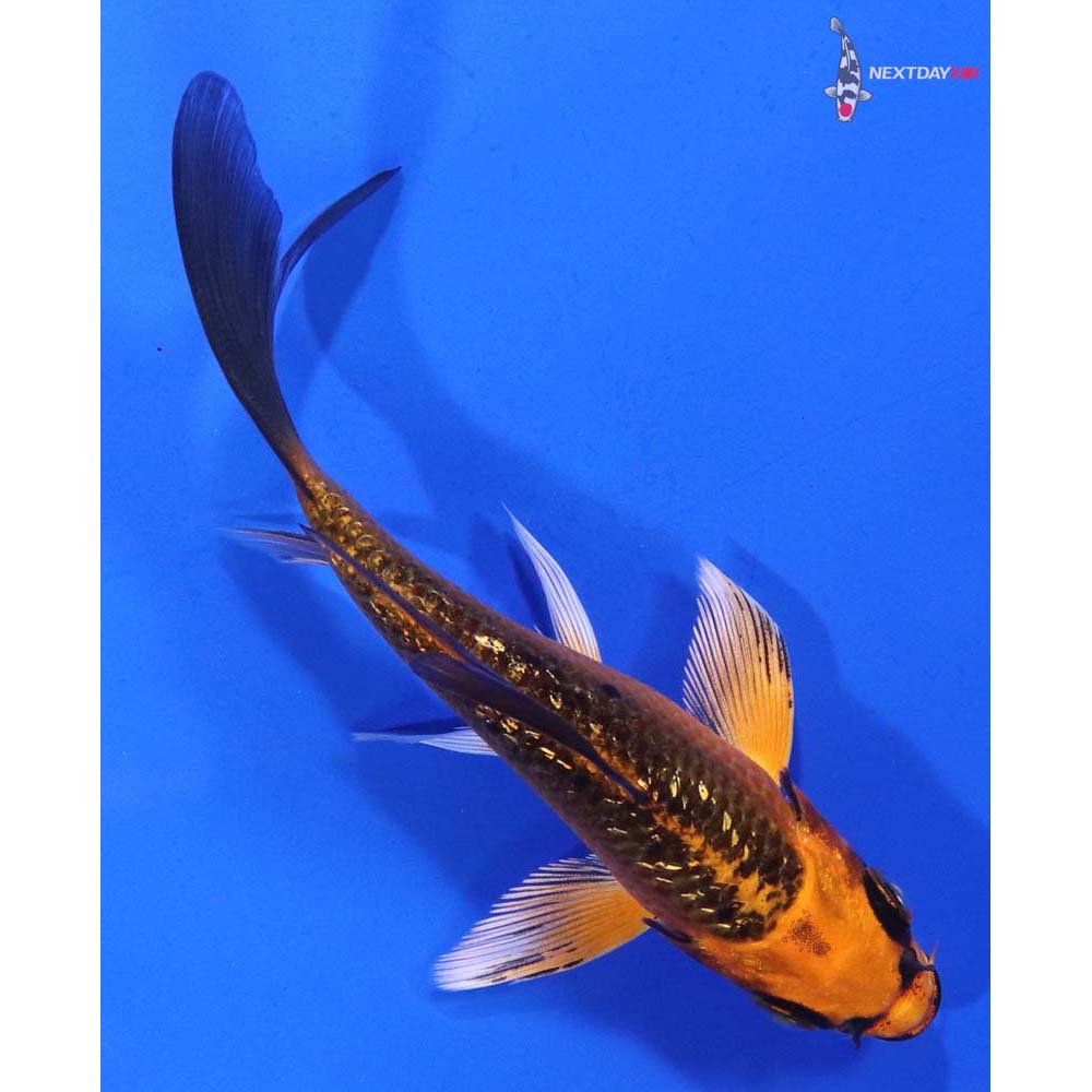 4.5” Imported Gin Rin Orenji Matsuba Butterfly Koi