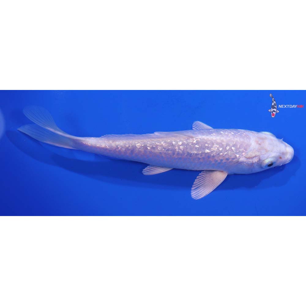 5.5” Imported Gin Rin Platinum Ogon