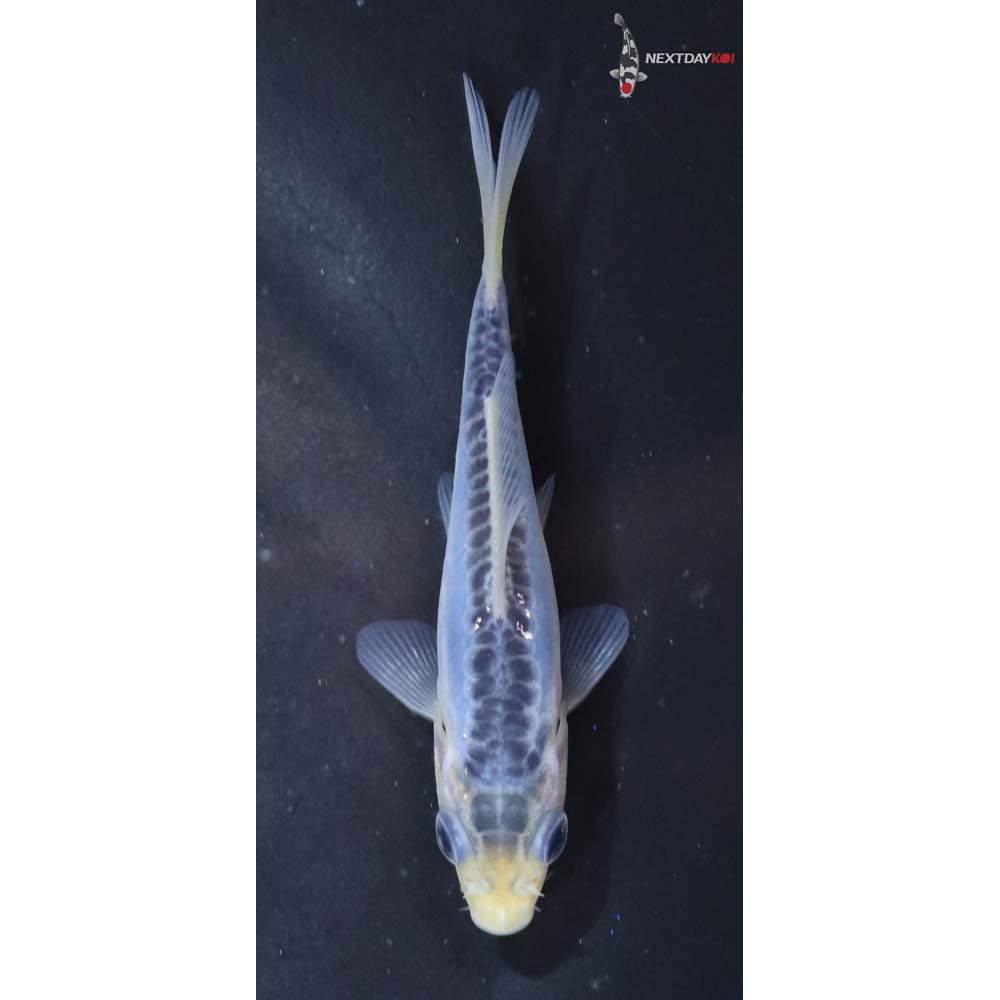 3” Imported Blue Shusui