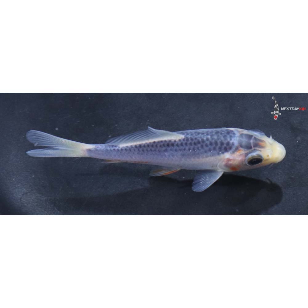 3.5” Imported Asagi