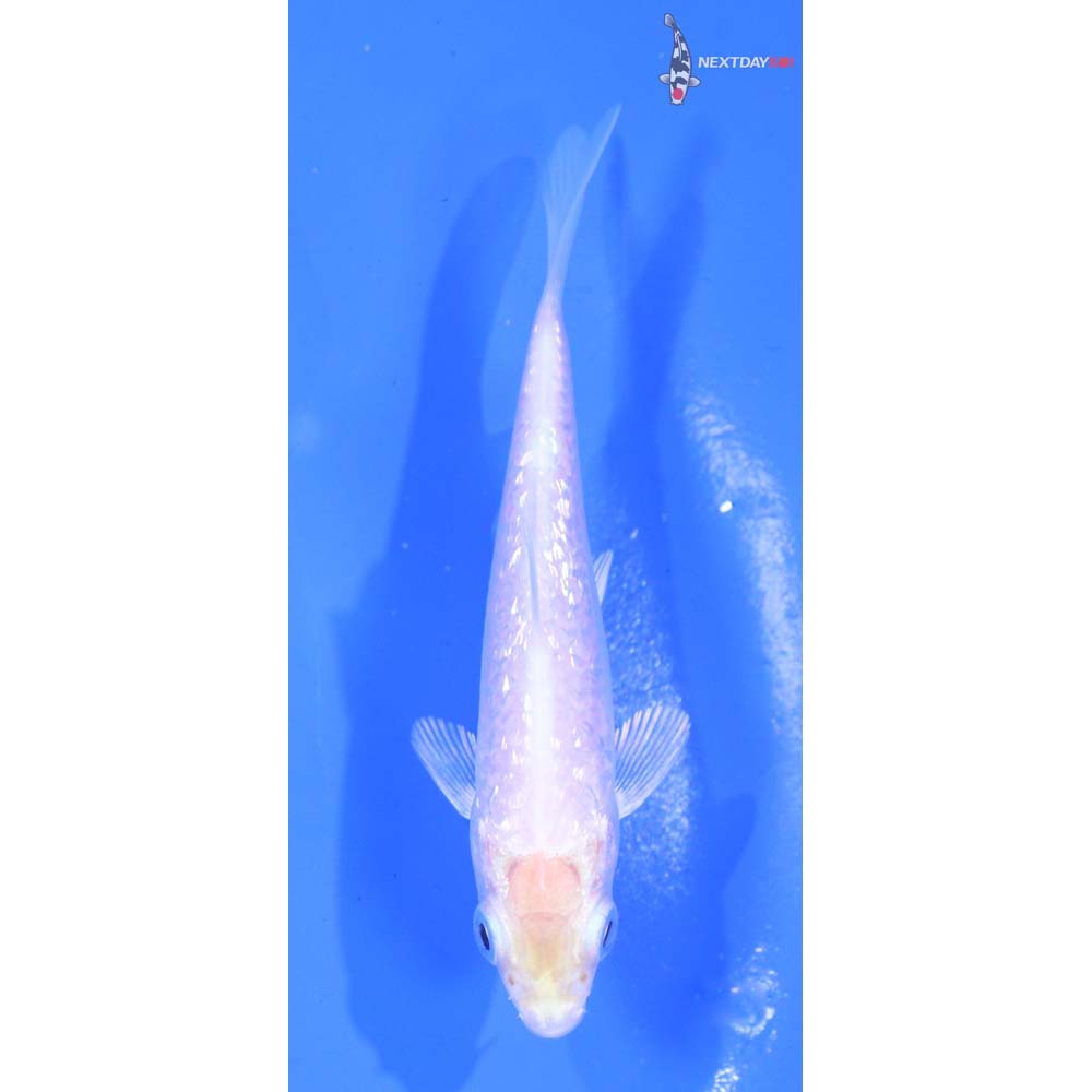 3.5” Imported Gin Rin Platinum Ogon