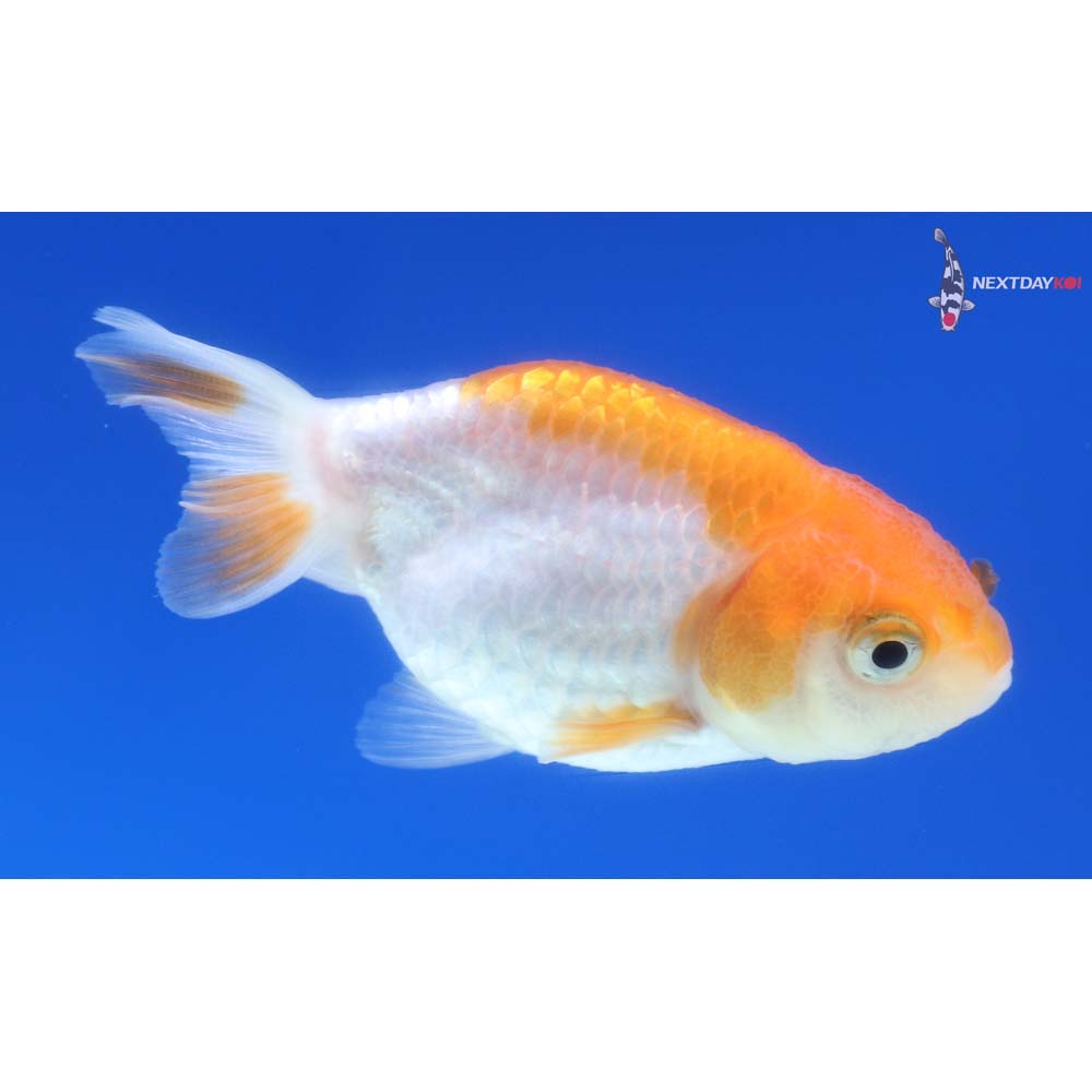2.5” Imported Red and White Ranchu 