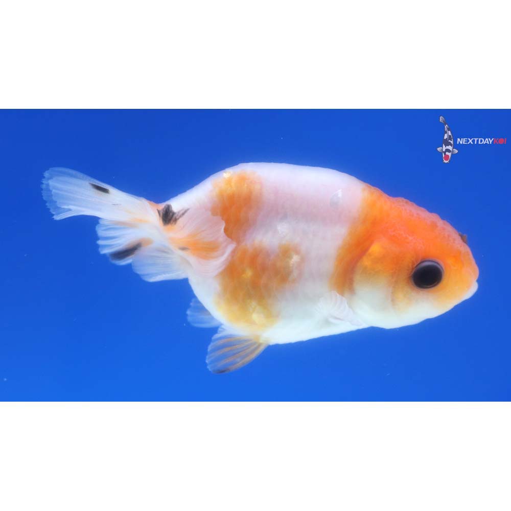 2.5” Imported Red and White Ranchu 