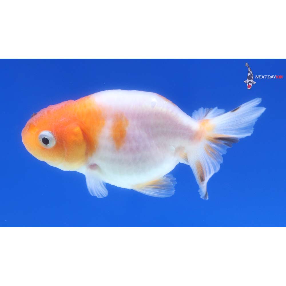 2.5” Imported Red and White Ranchu
