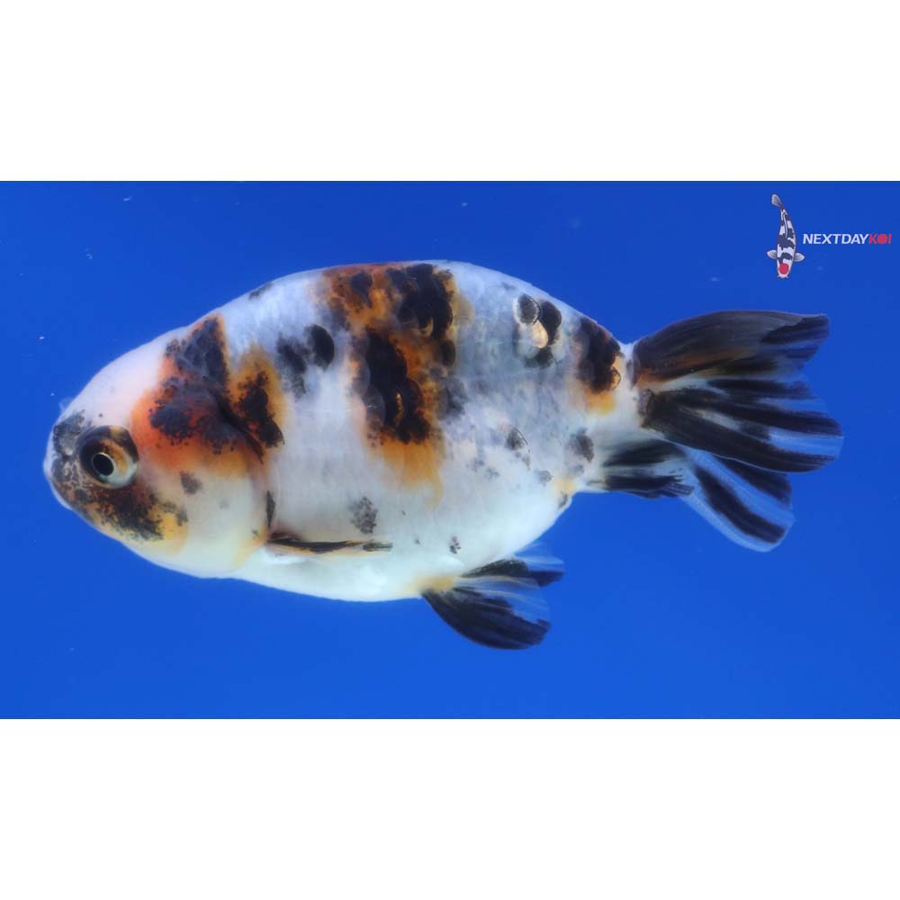 2.5” Imported Calico Ranchu