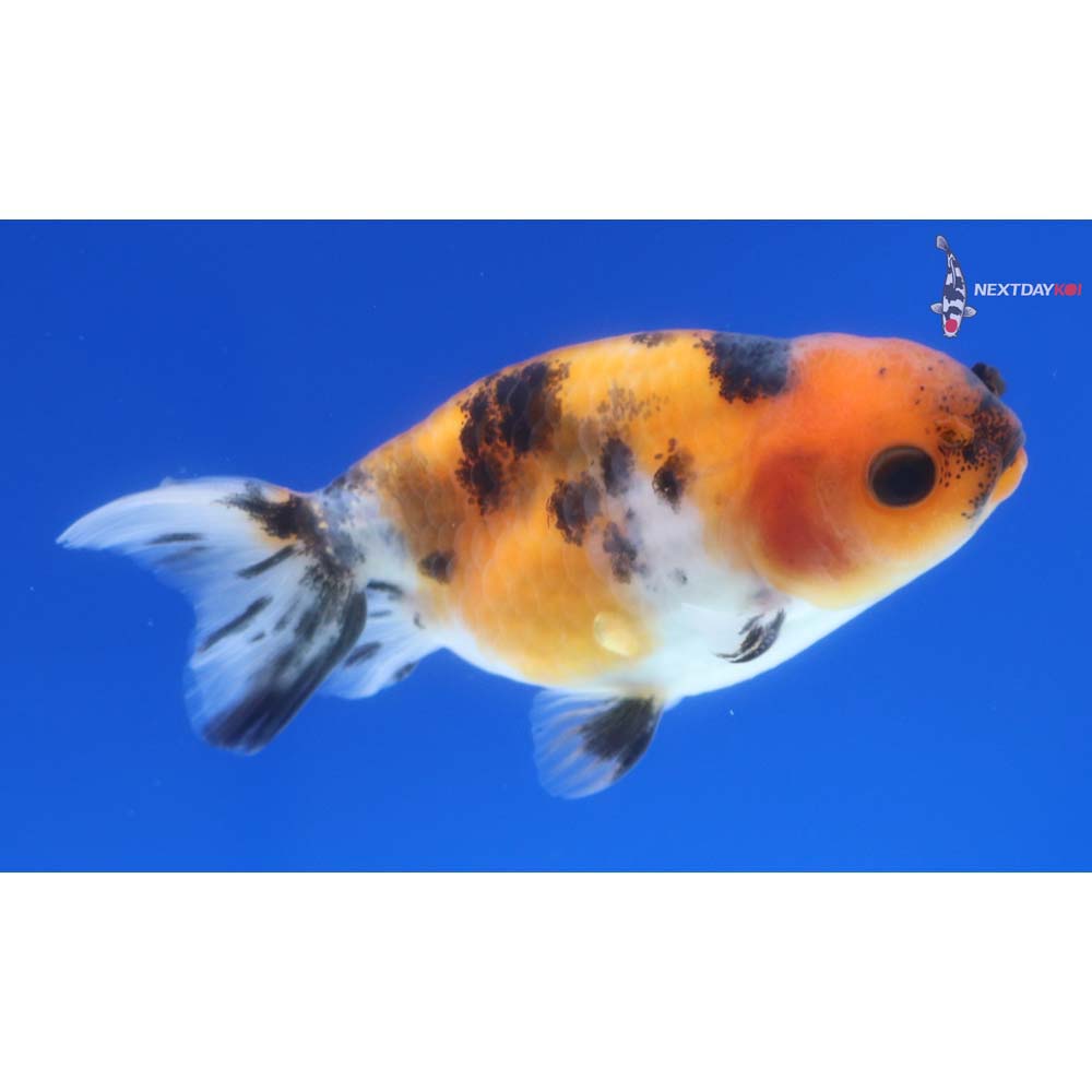 2.5” Imported Calico Ranchu