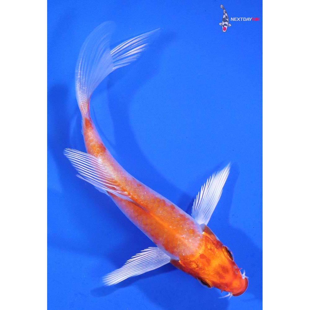 3.5” Imported Hariwake Butterfly Koi