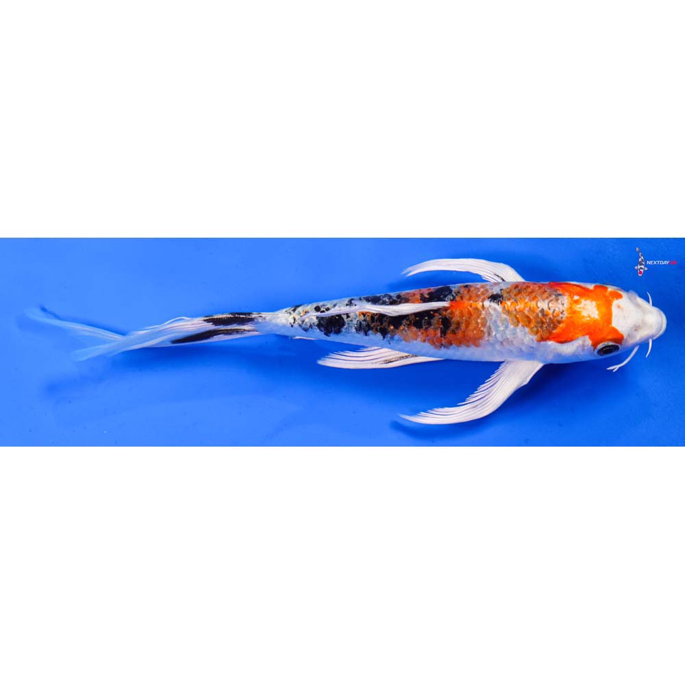 8” Imported Yamato Nishiki Butterfly Koi