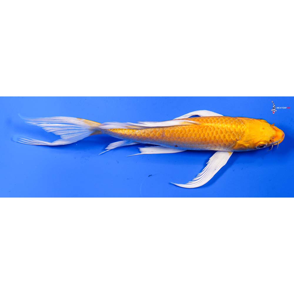 8” Imported Yamabuki Ogon Butterfly Koi