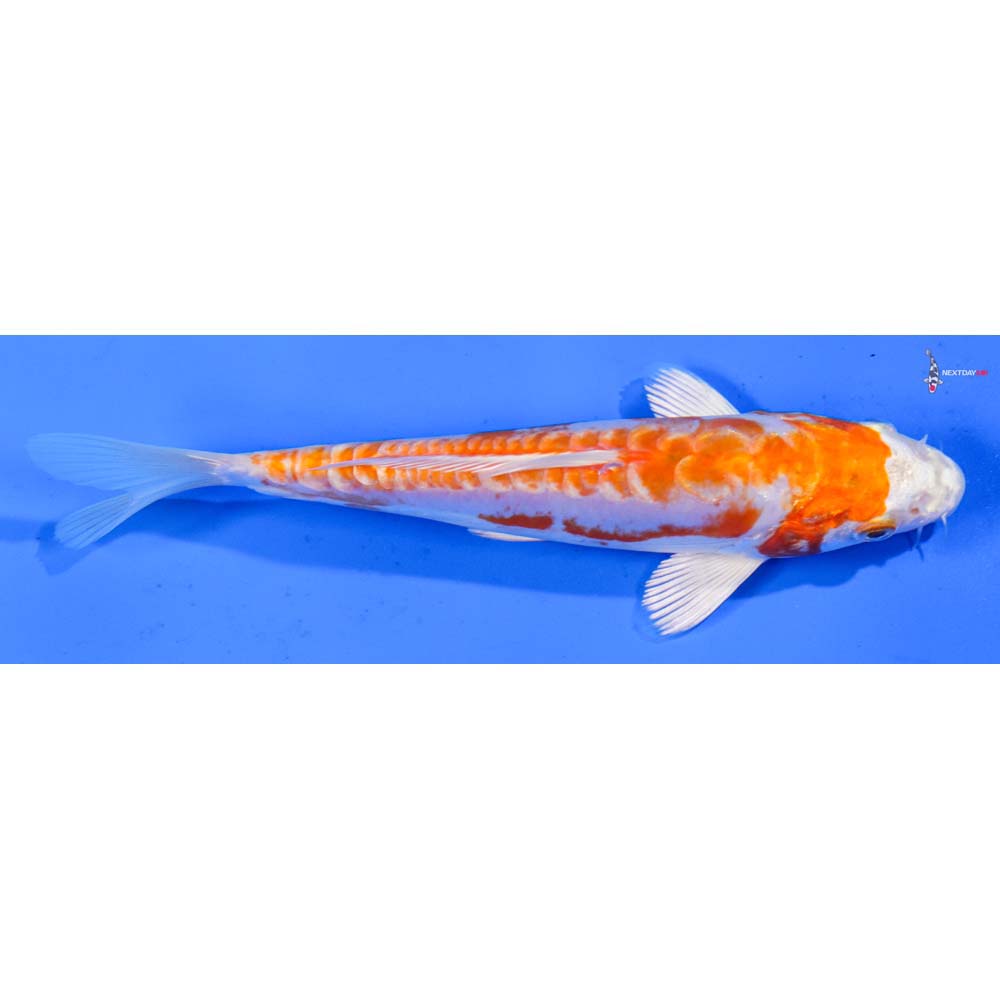 6” Imported Kikusui