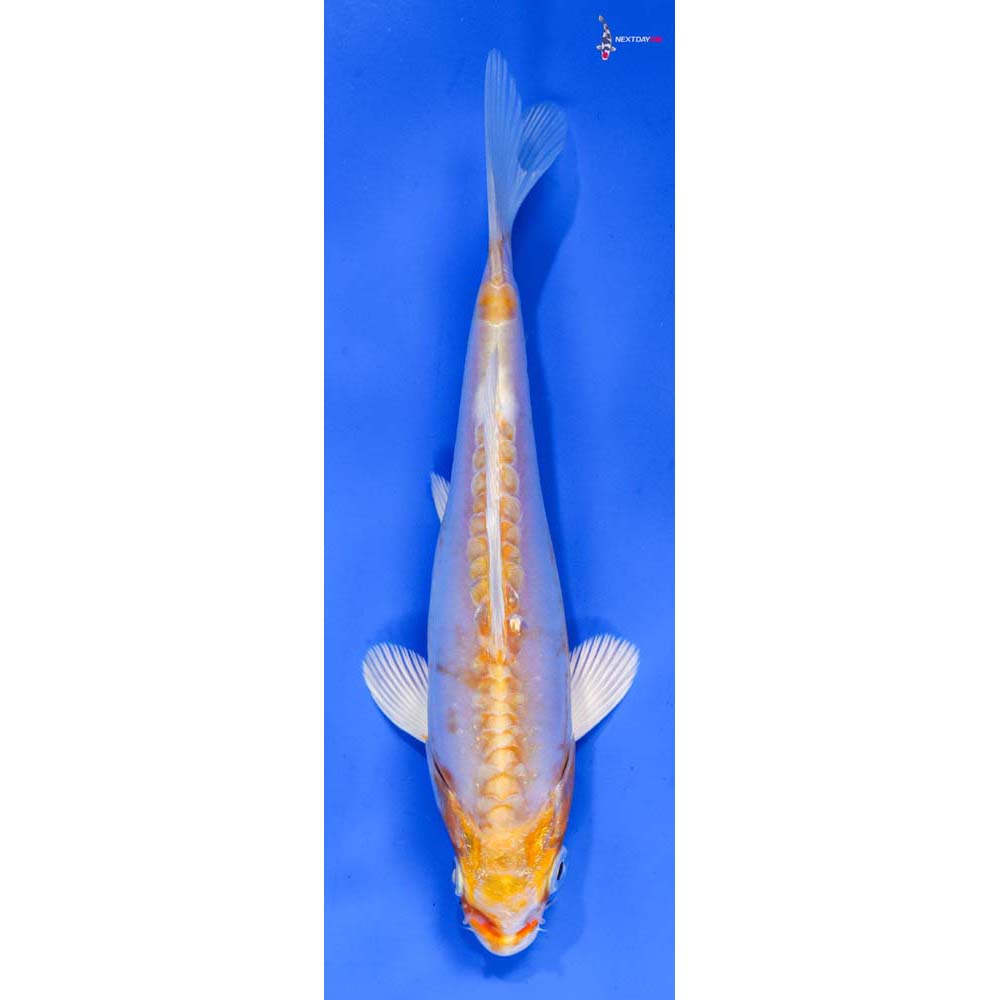 6” Imported Doitsu Lemon Hariwake