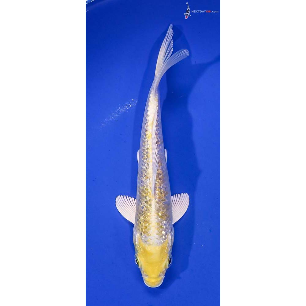 6.5” Imported Gin Rin Lemon Hariwake