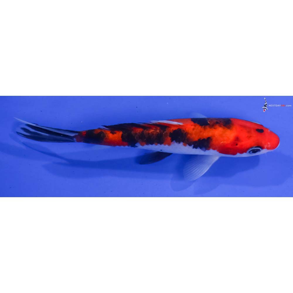 6.5” Imported Aka Sanke