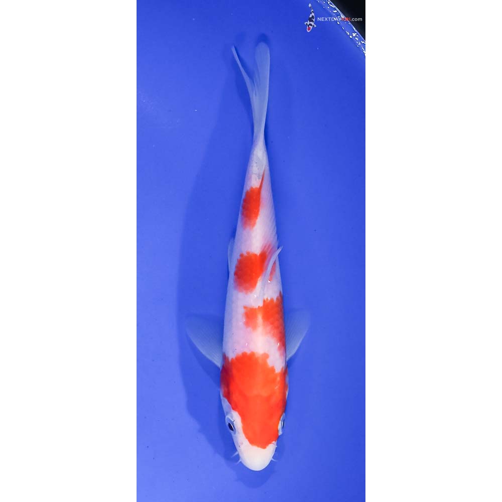 6.5” Imported Kohaku