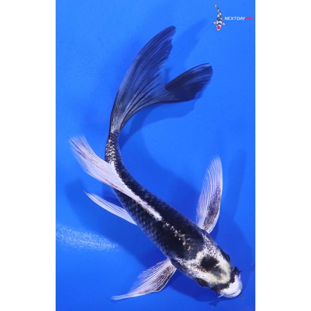 5.5” Imported Gin Matsuba Butterfly Koi