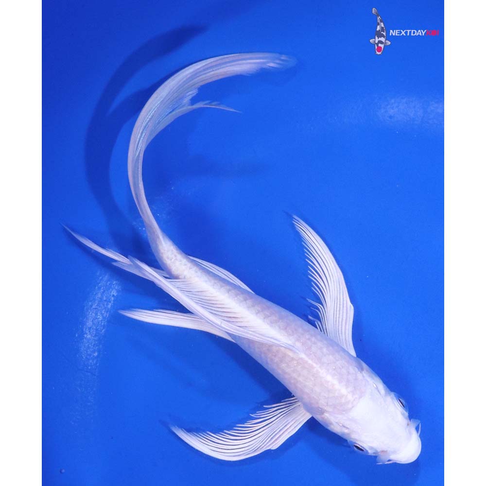 6” Imported Platinum Ogon Butterfly Koi
