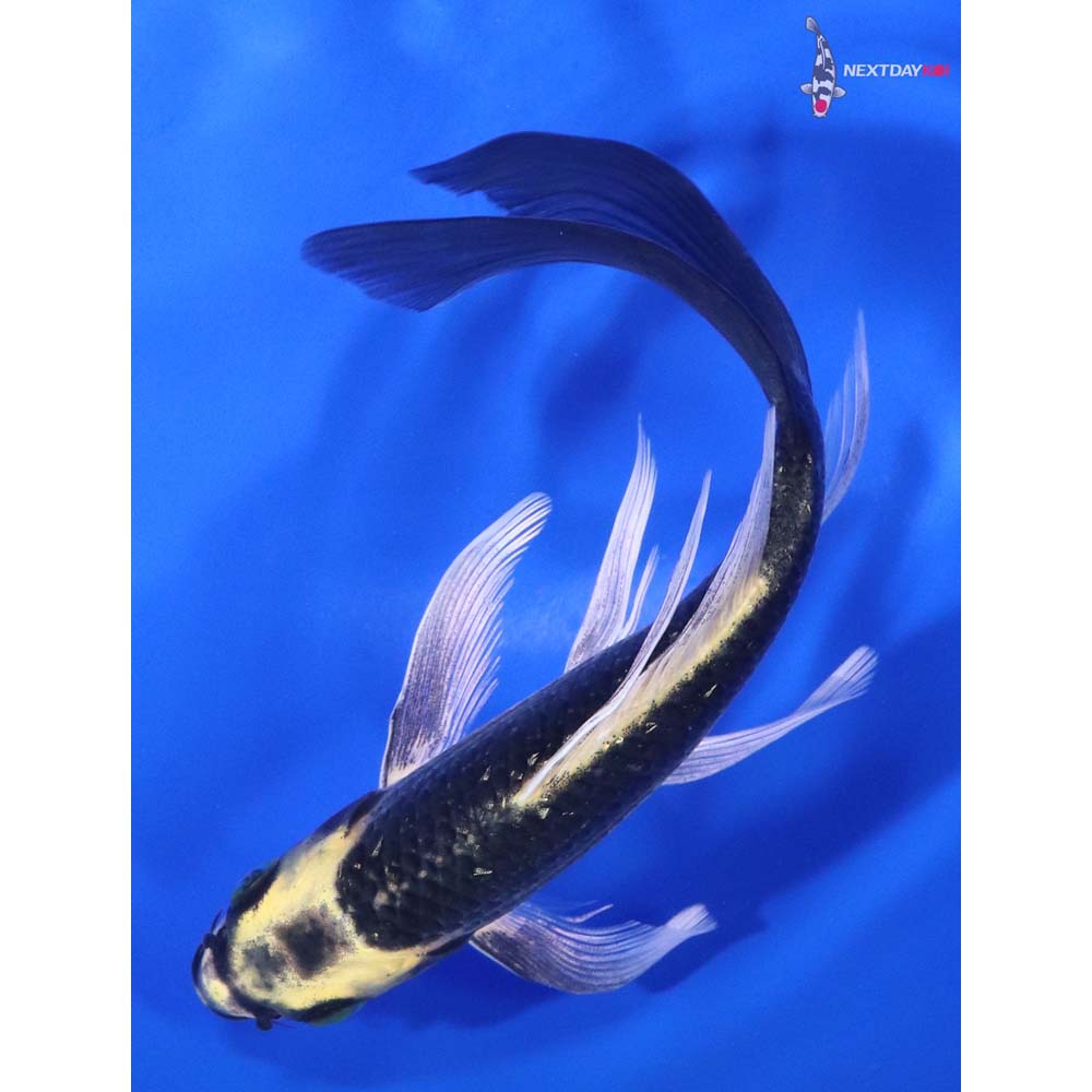 6” Imported Ki Matsuba Butterfly Koi
