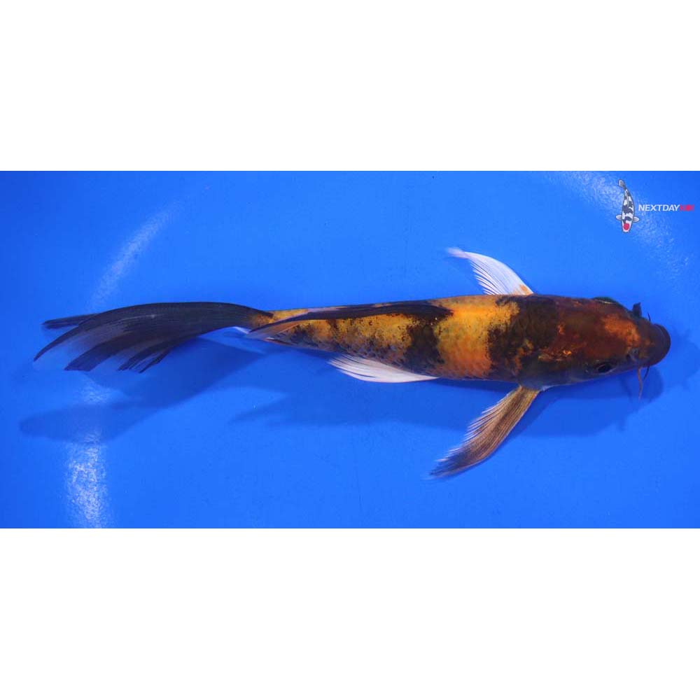 6” Imported Kin Hi Utsuri Butterfly Koi