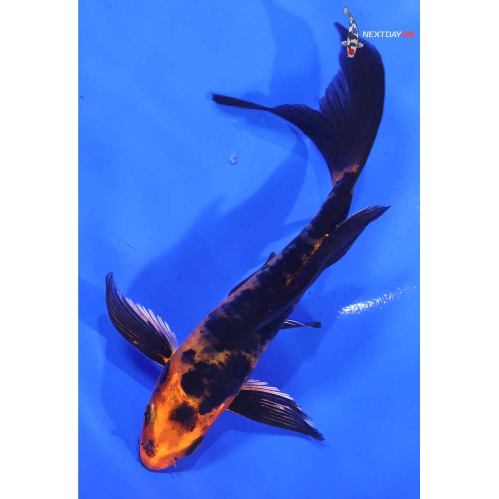 5.5” Imported Kin Aka Bekko Butterfly Koi