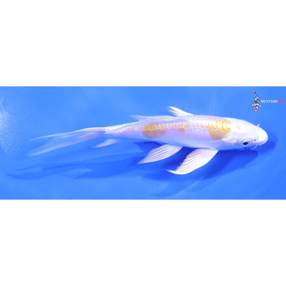 5.5” Imported Doitsu Lemon Hariwake Butterfly Koi