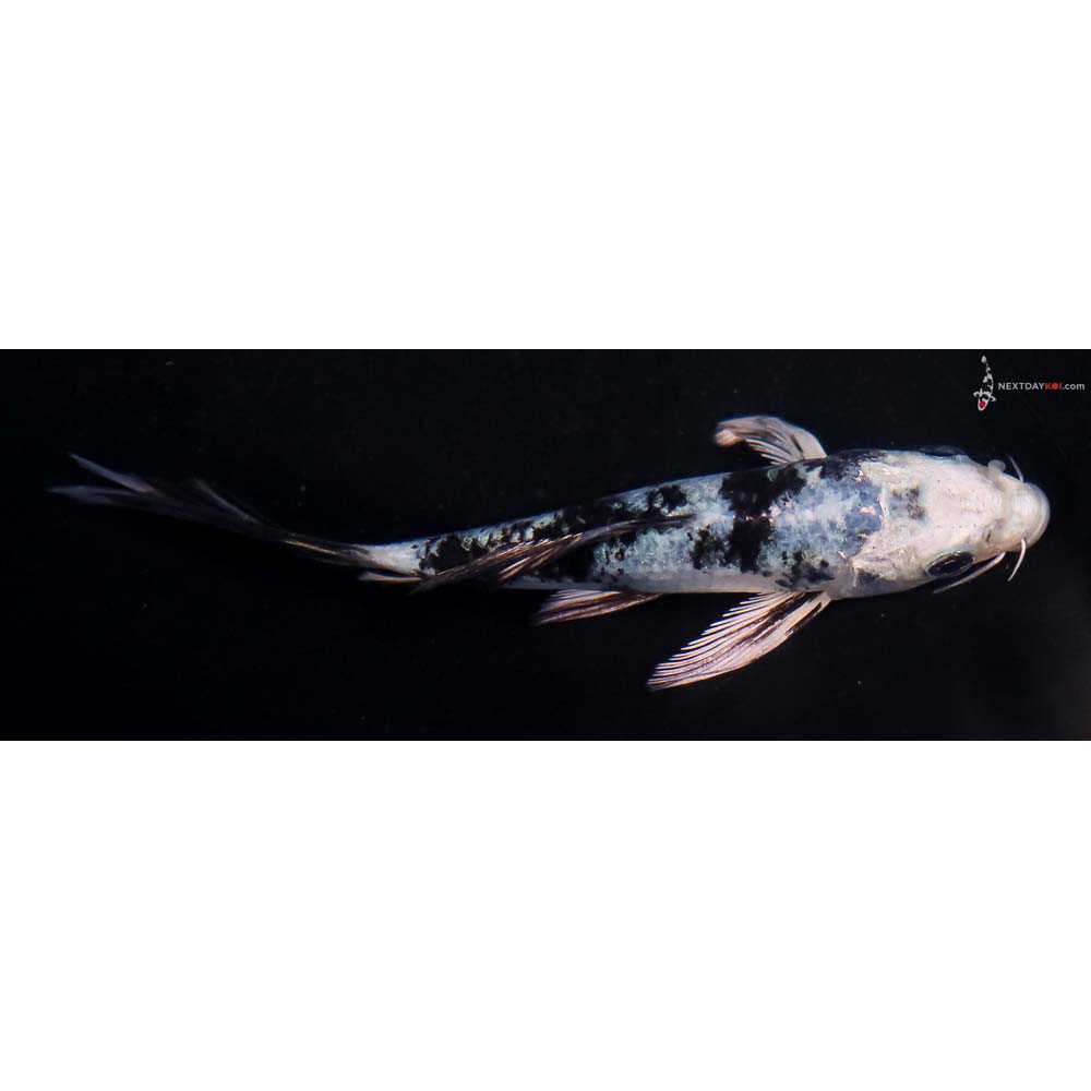 4.5” Imported Blue Gin Shiro Bekko Butterfly Koi