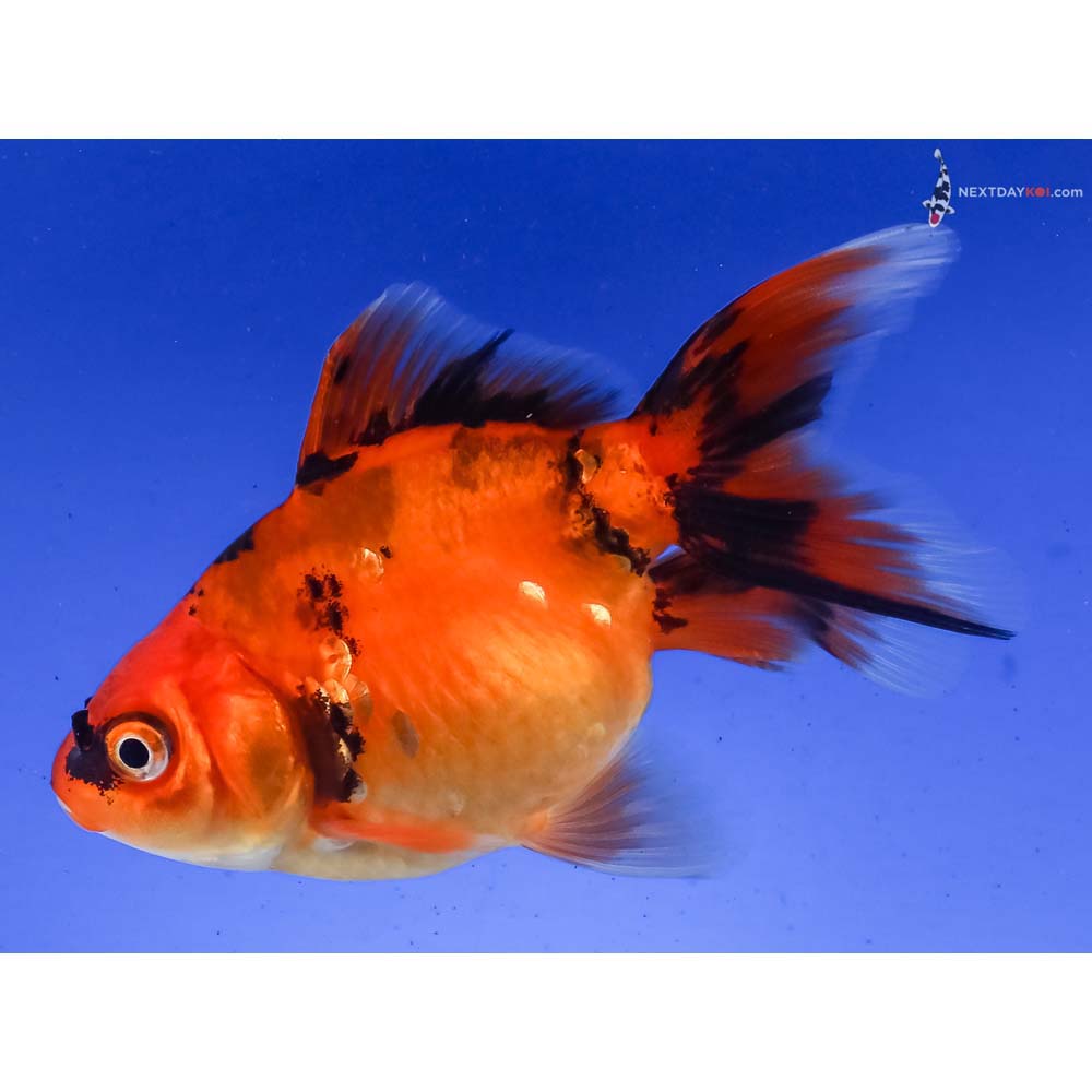 4” Imported Black and Red Ryukin