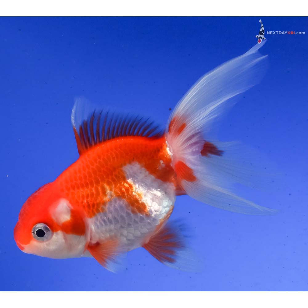 4” Imported Red and White Oranda