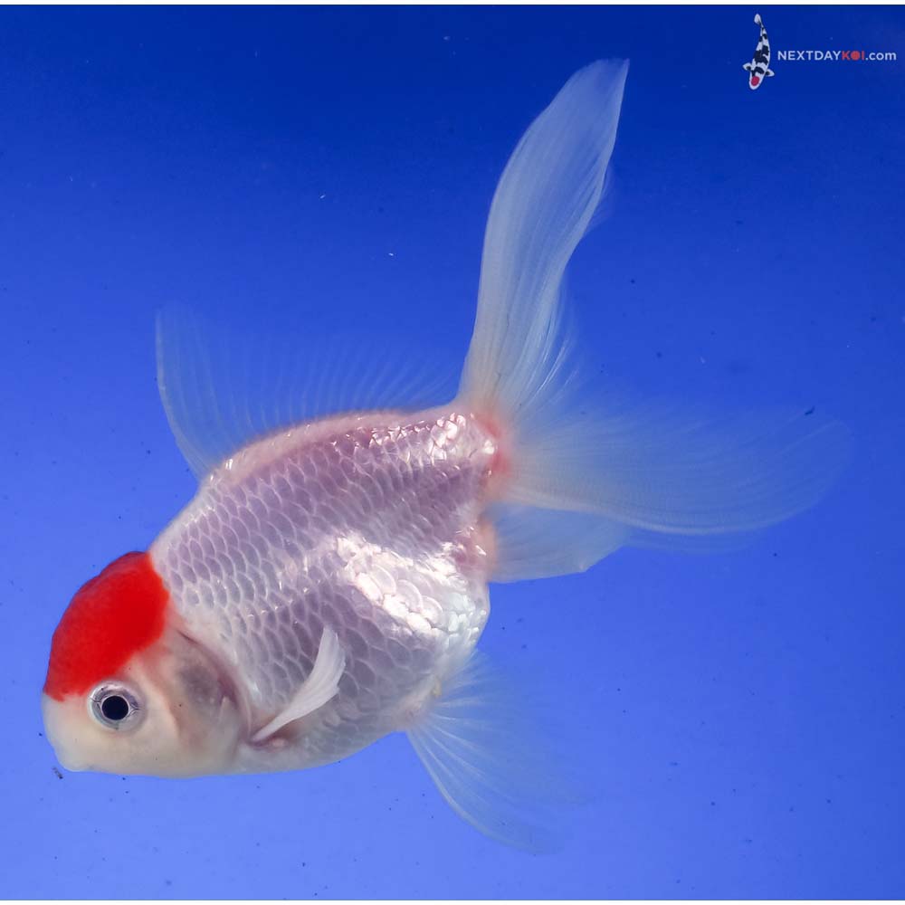 4” Imported Male Redcap Oranda