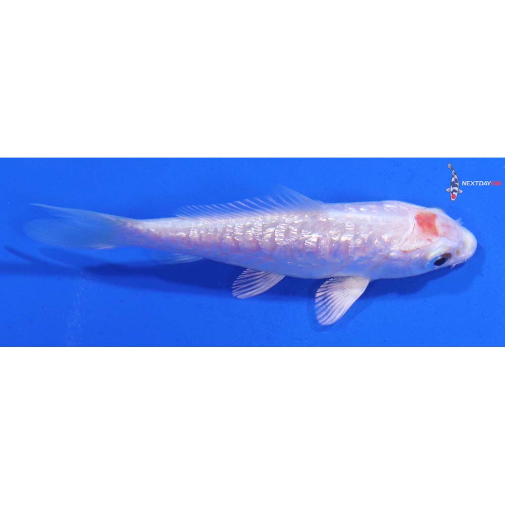 3” Imported Armor Scaled Gin Rin Platinum Ogon