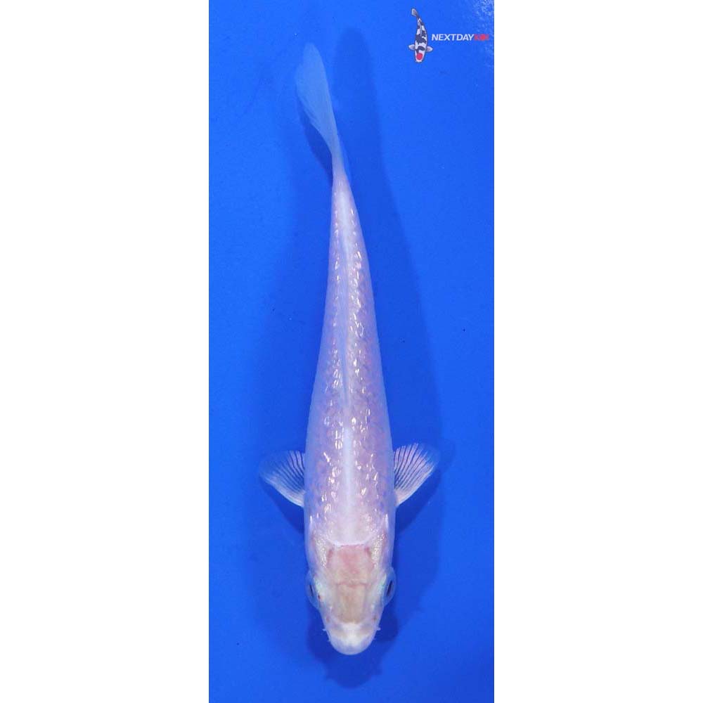 3” Imported Gin Rin Platinum Ogon