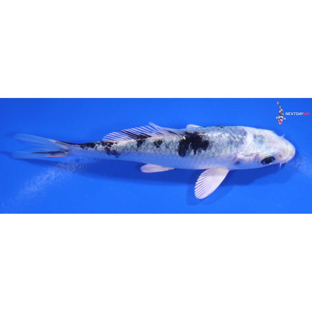 3.5” Imported Gin Shiro Bekko