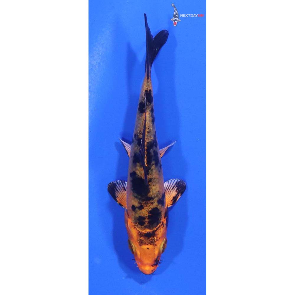 3.5” Imported Kin Aka Bekko