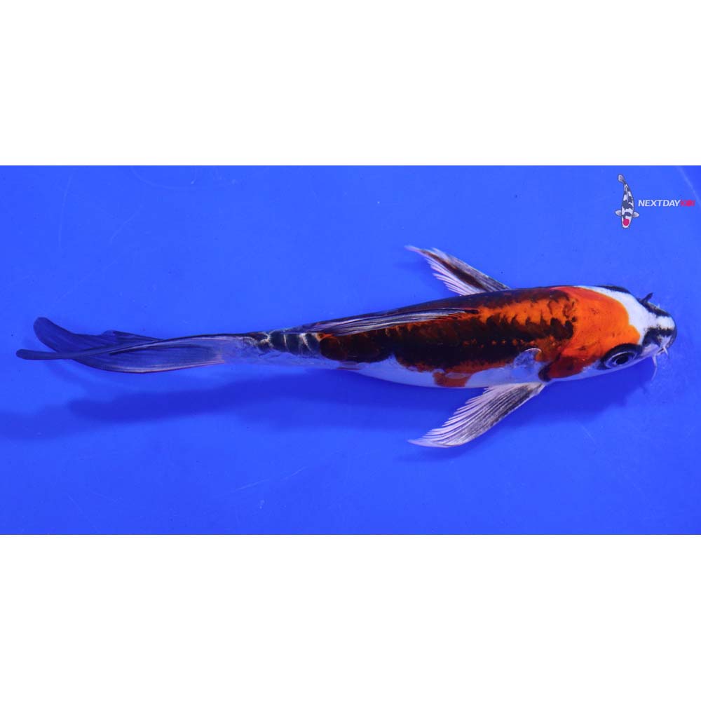 6.5” Imported Kin Kikokuryu Butterfly Koi