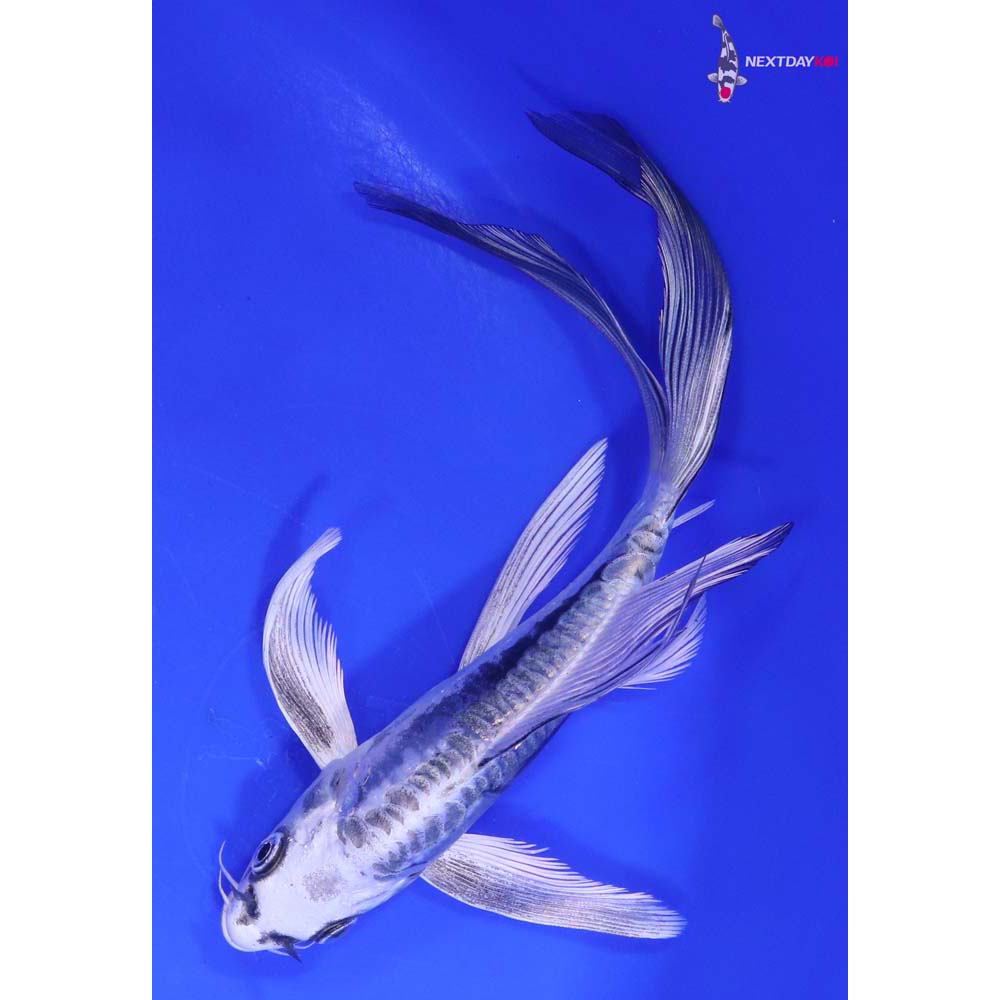 7” Imported Kikokuryu Butterfly Koi