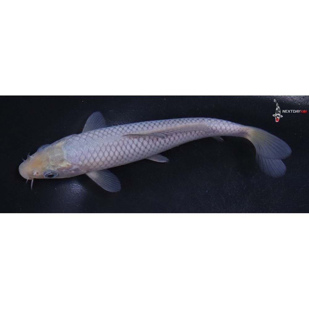 5.5” Imported Soragoi