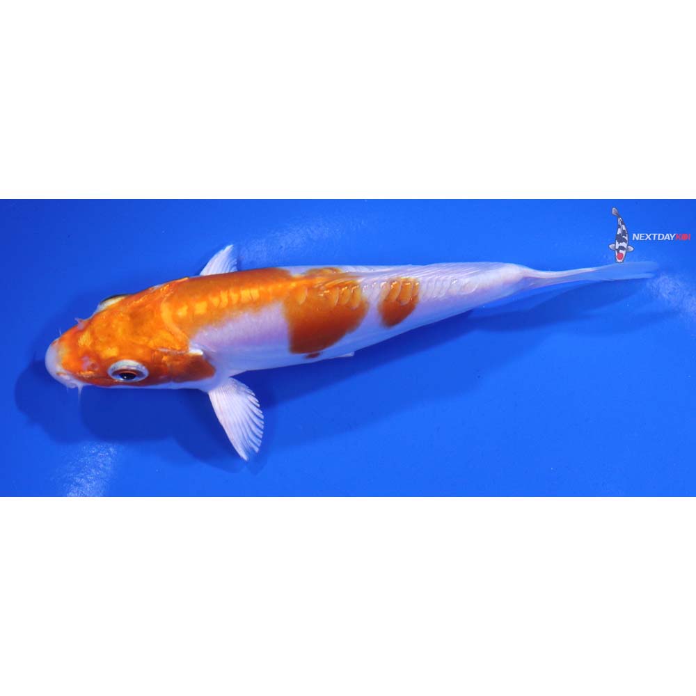 5” Imported Kikusui