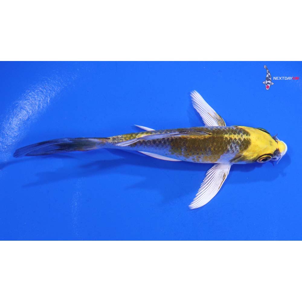 4.5” Imported Kujaku Butterfly Koi