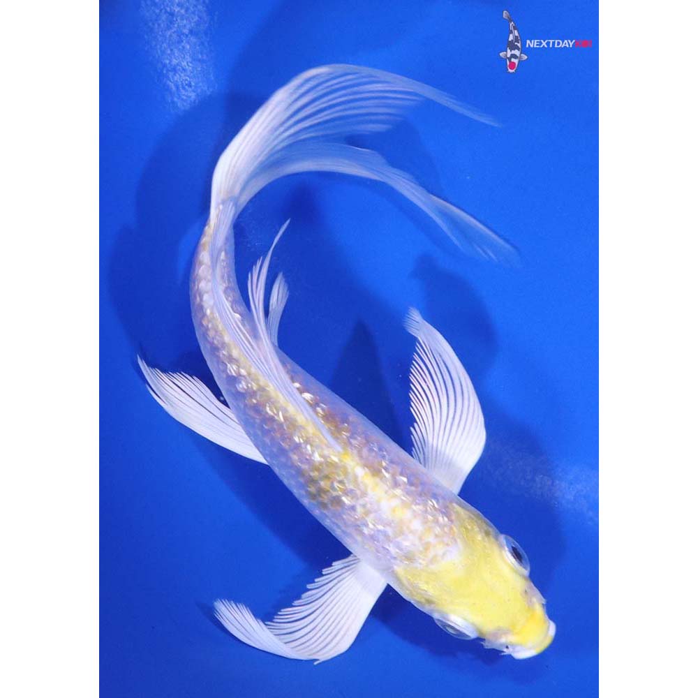 5” Imported Gin Rin Lemon Hariwake Butterfly Koi