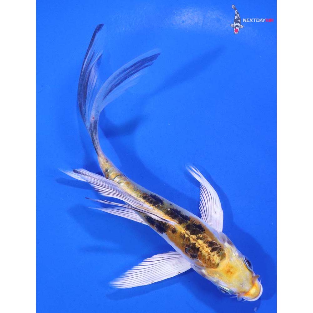 5.5” Imported Heisei Nishiki Butterfly Koi