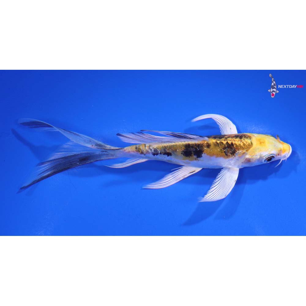 5.5” Imported Heisei Nishiki Butterfly Koi